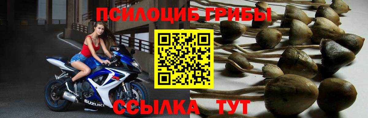 Киселёвск  Галлюциногенные грибы MAGIC MUSHROOMS  Вход с VPN  Галлюциногенные грибы MAGIC MUSHROOMS 